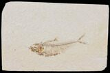Diplomystus Fossil Fish - Wyoming #101157-1